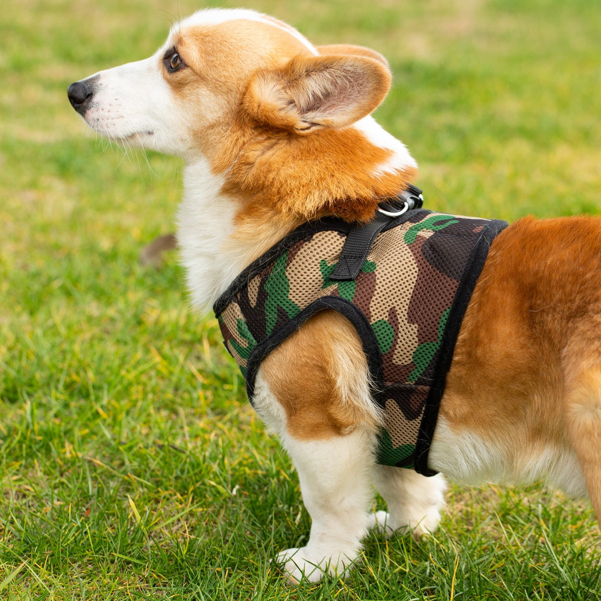 Mr. Peanut's PupTrek Soft Mesh Pet Harness with Matching Leash – Adjustable, Breathable, Choke-Free