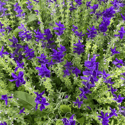 Blue Monday Clary Sage – 50 Seeds