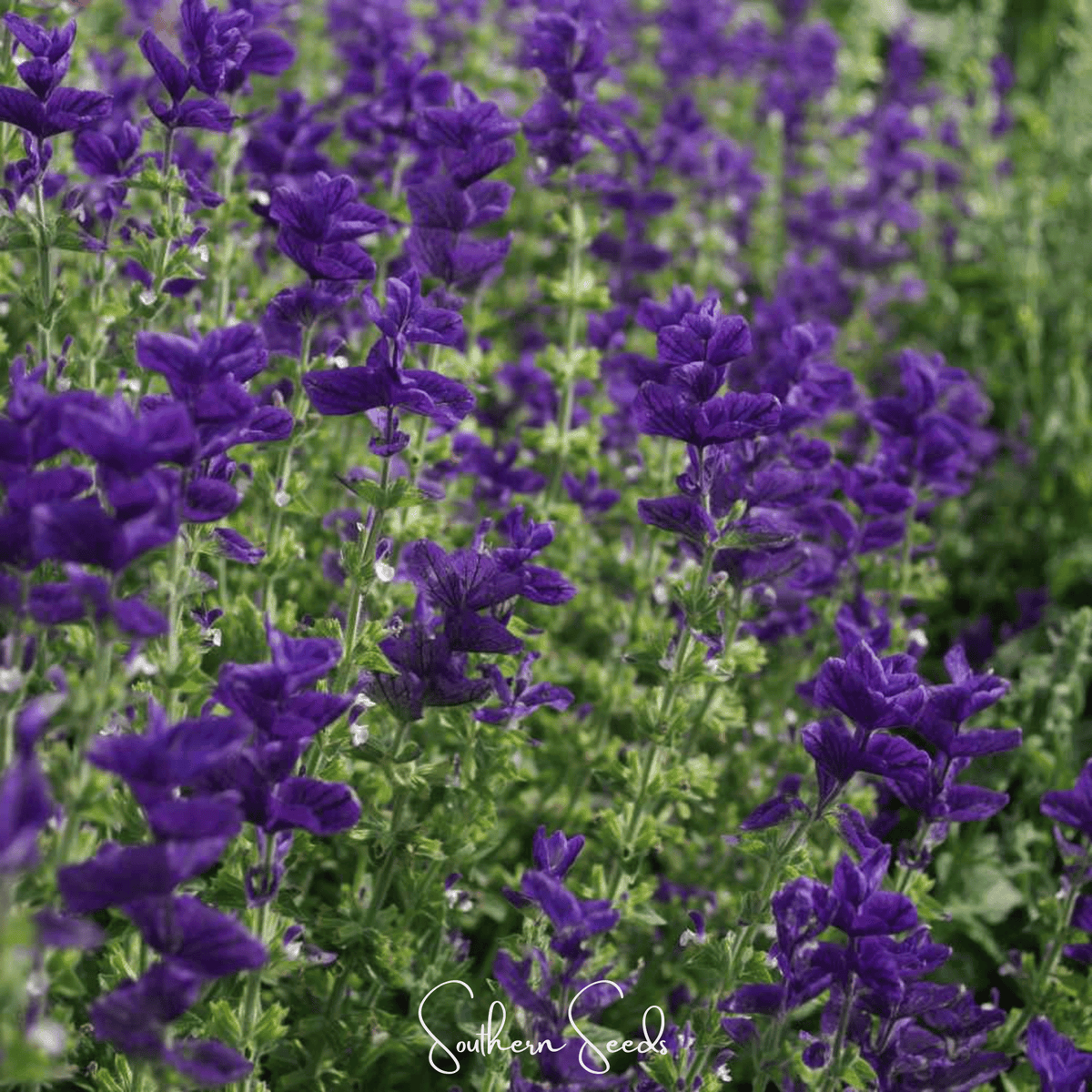 Blue Monday Clary Sage – 50 Seeds