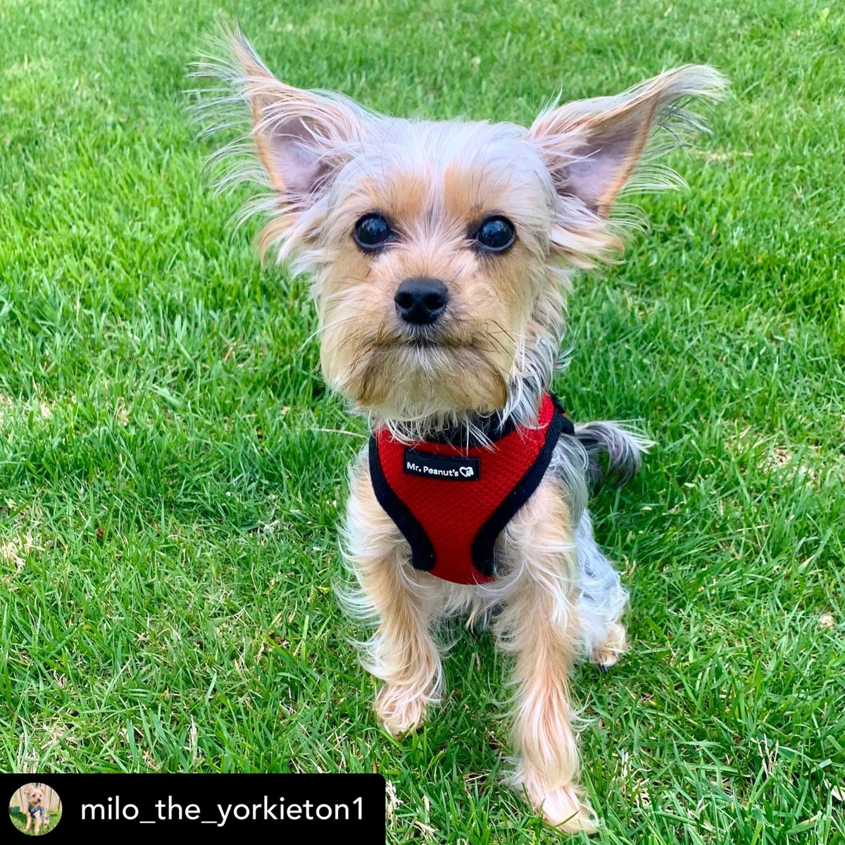Mr. Peanut's PupTrek Soft Mesh Pet Harness with Matching Leash – Adjustable, Breathable, Choke-Free